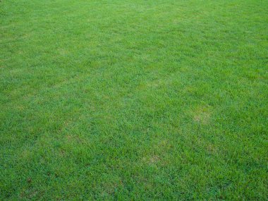 Yeşil Çimen Alanı