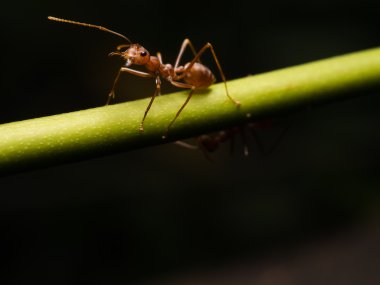 Kırmızı karıncalar üzerinde yeşil şube