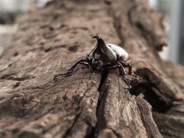 erkek rhinoceros beetle