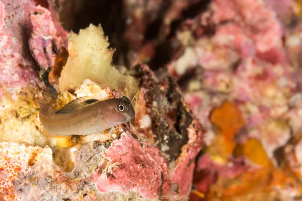 Blenny fish in the coral reef — Stock Photo, Image