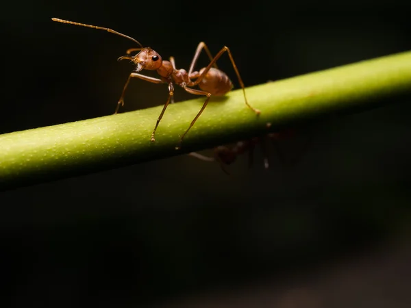 Semut Merah pada cabang hijau — Stok Foto