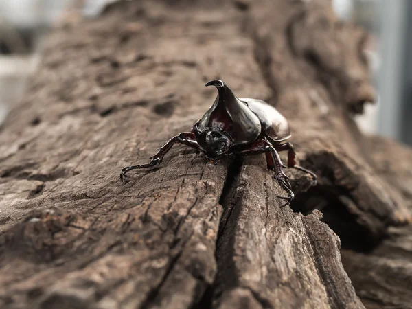 Manliga rhinoceros beetle — Stockfoto