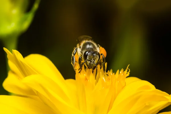 Abelha comendo, chupando o xarope do Cosmos Amarelo — Fotografia de Stock