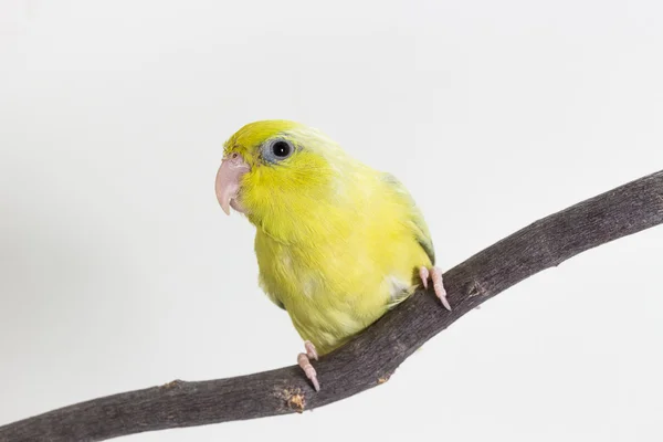 Pastel groene Forpus vogel Chick — Stockfoto
