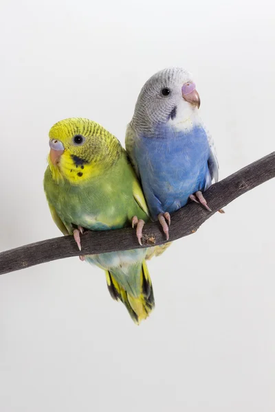 Petit Budgerigar mignon, Budgie, Oiseau — Photo