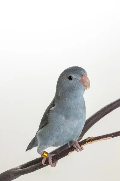 Mauve Forpus, parkieten, vogel — Stockfoto