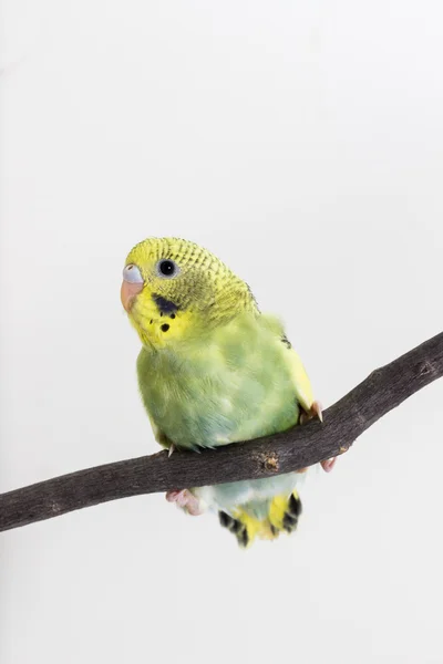 Roztomilý Papoušek vlnitý, Andulka, ptáček — Stock fotografie