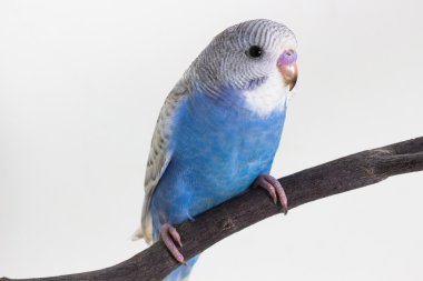 Küçük şirin muhabbet kuşu, muhabbet kuşu, kuş