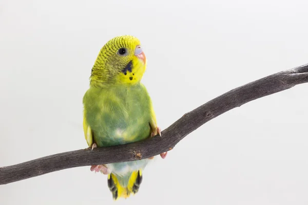 Schattig grasparkiet, Budgie, vogeltje — Stockfoto