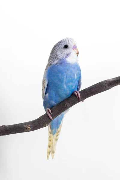 Χαριτωμένο Budgerigar, Budgie, πουλάκι — Φωτογραφία Αρχείου