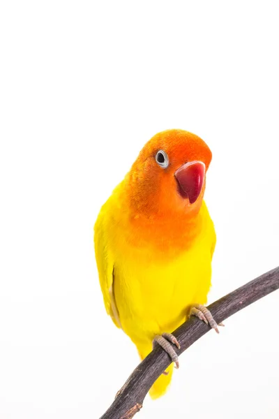 Жовтий невеликий папуга на гілці — стокове фото