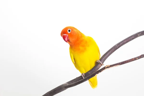 Uccello giallo su ramo — Foto Stock