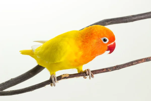 Amarelo Lovebird no ramo — Fotografia de Stock