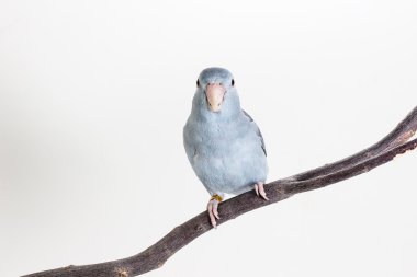 Leylak rengi Forpus, muhabbet kuşu, kuş