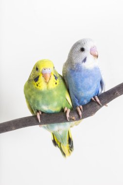 Küçük şirin muhabbet kuşu, muhabbet kuşu, kuş