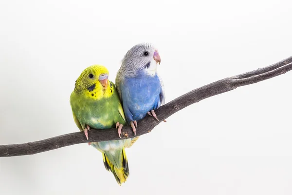 Kis aranyos hullámos papagájok, törpepapagáj, madár — Stock Fotó