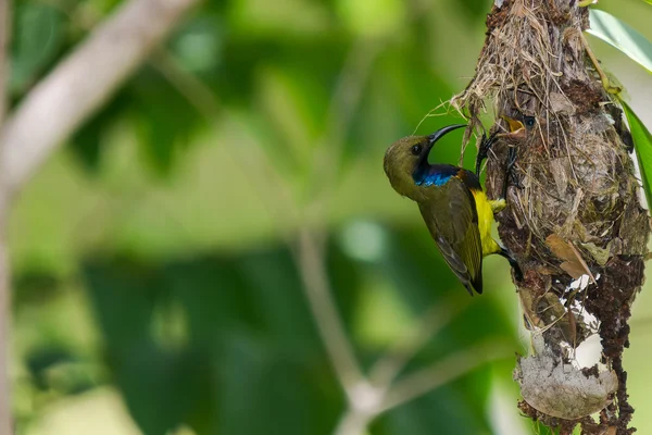 Птенцы-кормящие птицы с оливковой поддержкой — стоковое фото