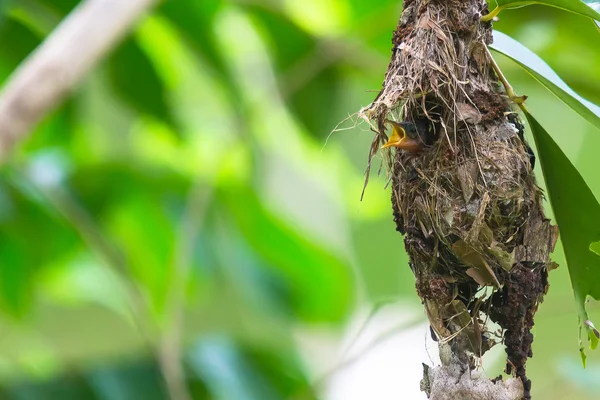 Zeytin destekli Sunbird civciv besleme