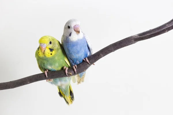Милий Папуги хвилясті, хвилястий Папужка, пташка — стокове фото