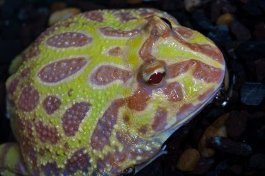 Albino Pac-Man kurbağa, boynuzlu Kurbağa (Ceratophrys ornata)
