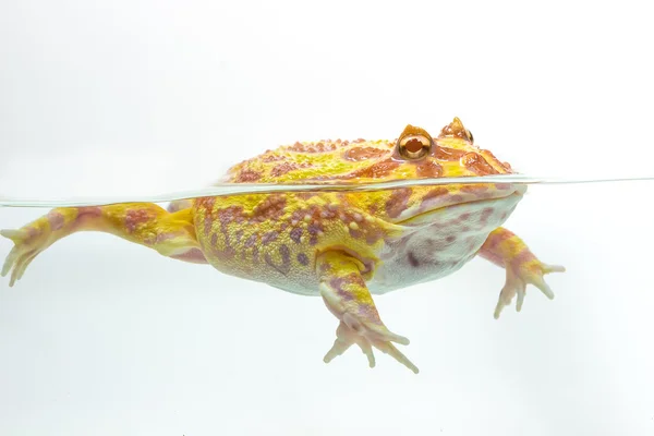 Albino Pac-Man rana, rana de cuernos (Ceratophrys ornata ) —  Fotos de Stock