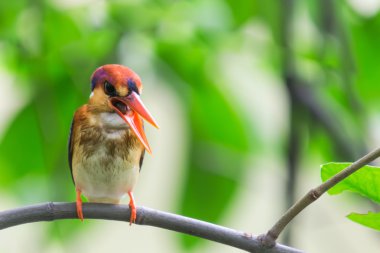 kara sırtlı kingfisher kuş