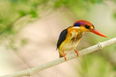 kara sırtlı kingfisher kuş