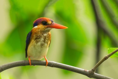 kara sırtlı kingfisher kuş