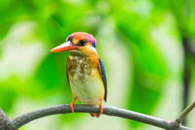kara sırtlı kingfisher kuş