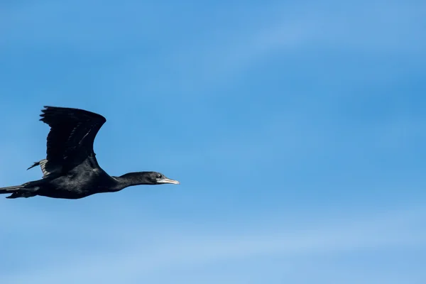Kormoran ptak na niebie — Zdjęcie stockowe