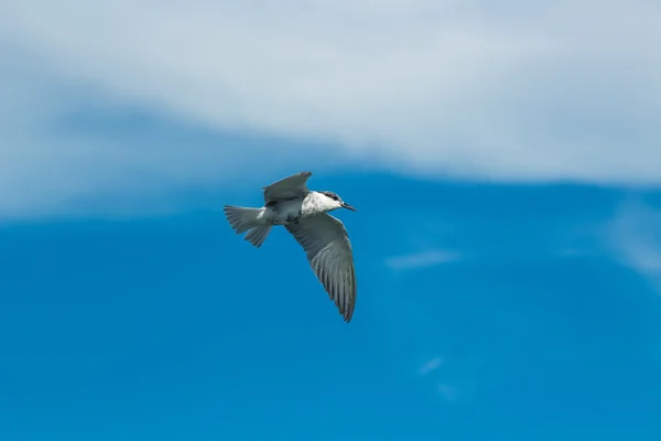 Pájaro Tern en el cielo —  Fotos de Stock