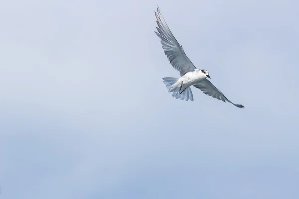 Tern Bird in the sky