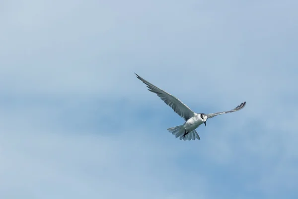 Pájaro Tern en el cielo —  Fotos de Stock