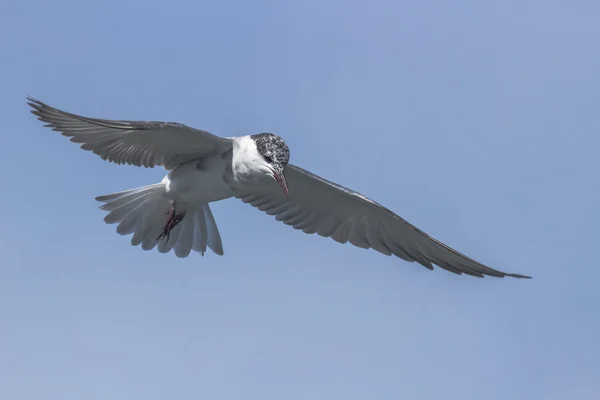 Tern Bird в небе — стоковое фото