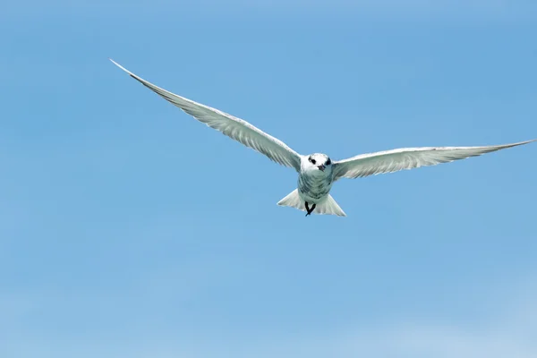 Rybitwa ptak na niebie — Zdjęcie stockowe