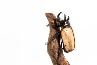 Beş boynuzlu gergedan böceği