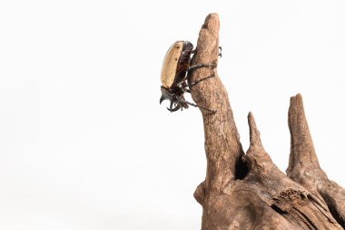 Beş boynuzlu gergedan böceği