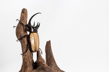 Beş boynuzlu gergedan böceği