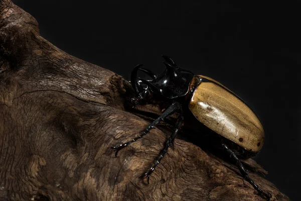 Escarabajo rinoceronte de cinco cuernos — Foto de Stock