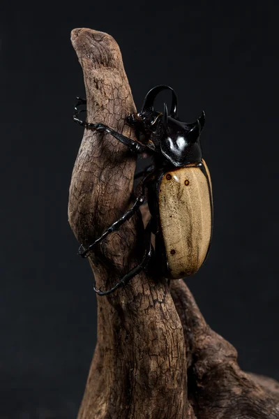 Escarabajo rinoceronte de cinco cuernos — Foto de Stock