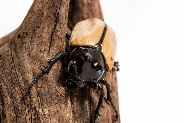 Escarabajo rinoceronte de cinco cuernos — Foto de Stock