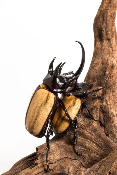 Escarabajo rinoceronte de cinco cuernos — Foto de Stock