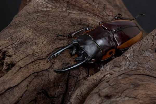 Coléoptère du cerf rayé orange — Photo