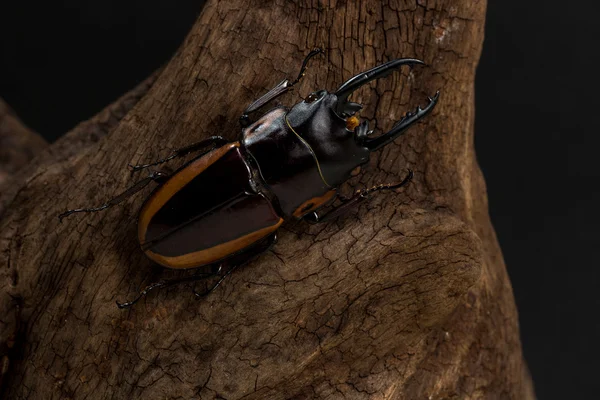 Orange Striped Stag Beetle