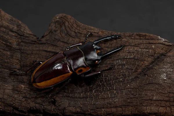 Escarabajo del ciervo rayado naranja — Foto de Stock