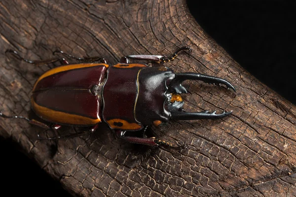 Escarabajo del ciervo rayado naranja — Foto de Stock