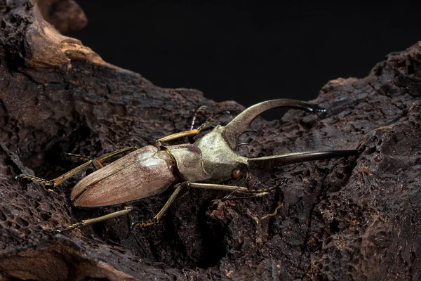 Cerf doré, scarabée séché — Photo