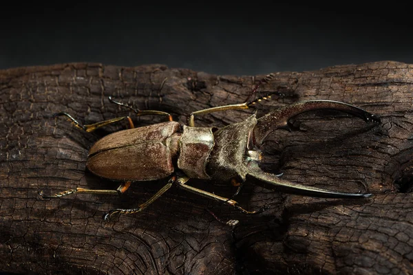 Escarabajo del ciervo dorado, escarabajo seco — Foto de Stock