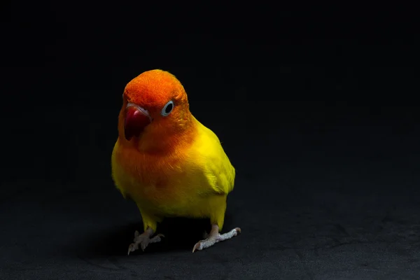 Pájaro de mar amarillo doble, pájaro —  Fotos de Stock