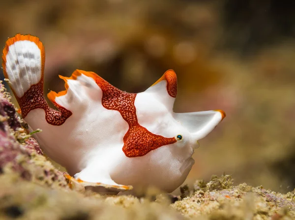 Beyaz palyaço Frogfish